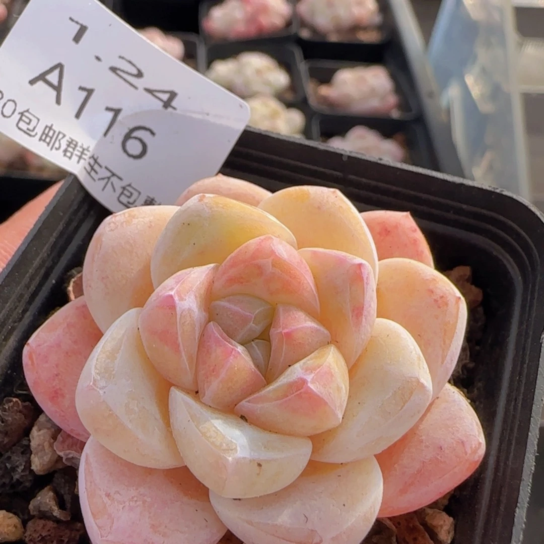 变异冰玉单头一颗脱土