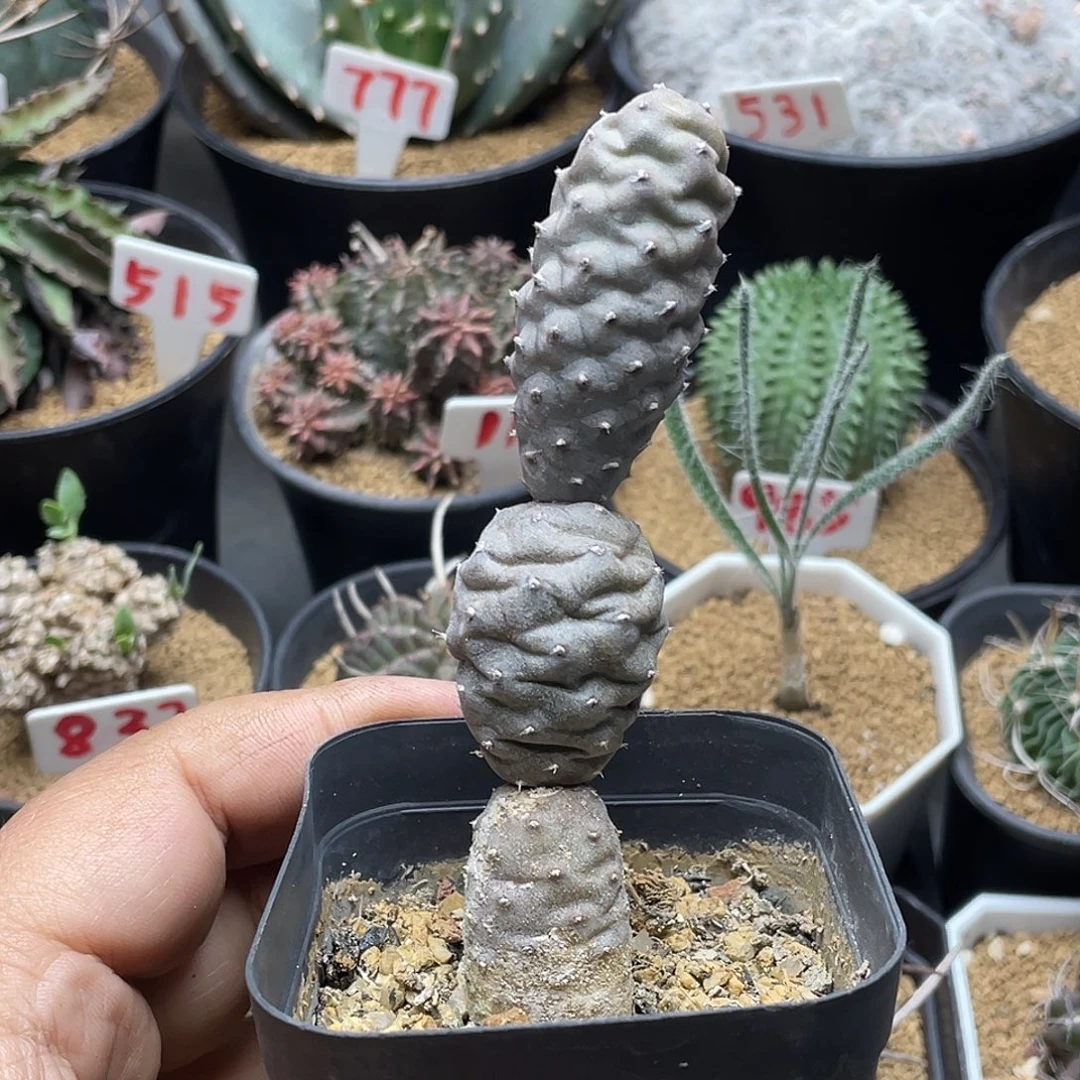 松笠团扇 脱土包邮