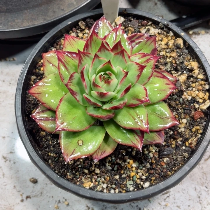 木***嘻惊鸿仙子多肉植物A312