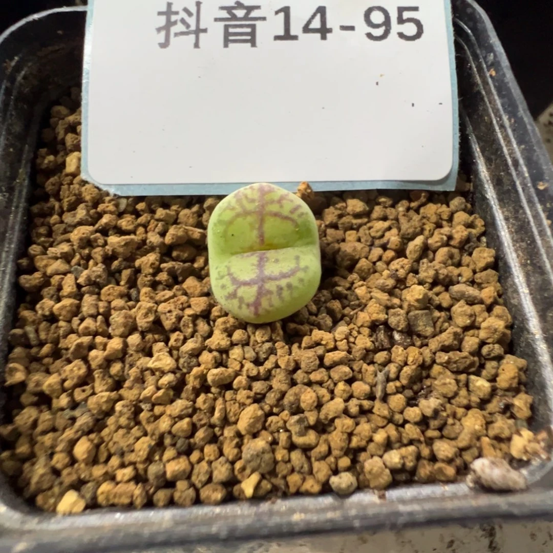 14-95肉锥多肉植物