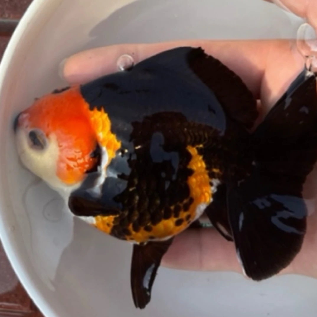 金鱼观赏鱼冷水鱼淡水鱼