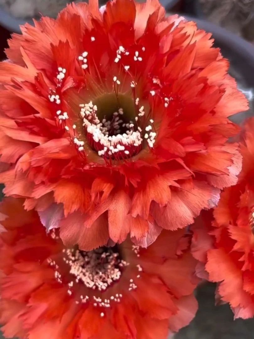 073羽毛彩草无根侧芽一个4cm满30包邮多肉植物仙人球