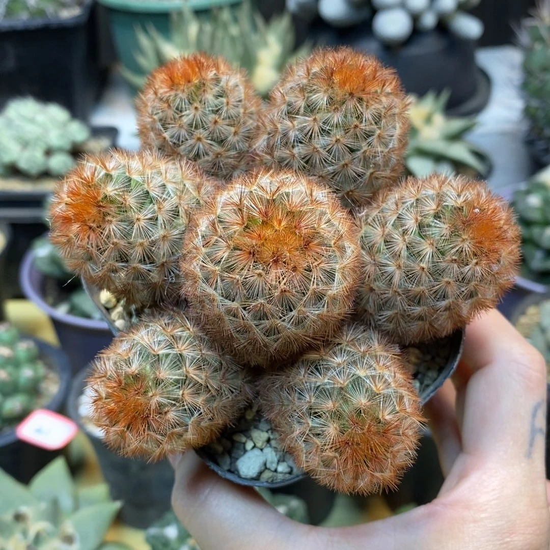 31号 实生 红刺嘉文丸整体10公分