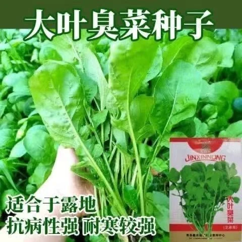四季种植大叶臭菜种子东北芝麻菜籽臭菜籽春秋季阳台菜园蔬菜种子
