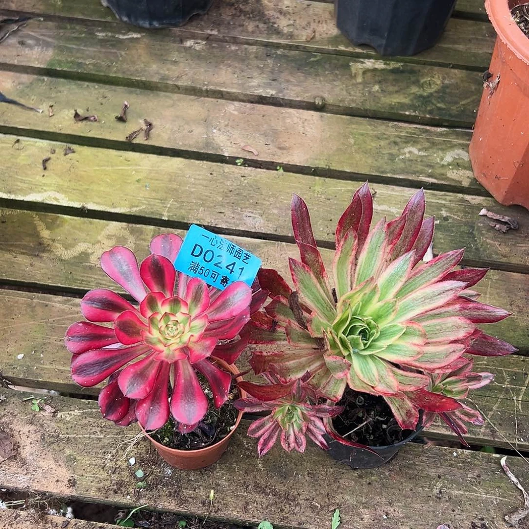 2个多肉植物0241多肉植物