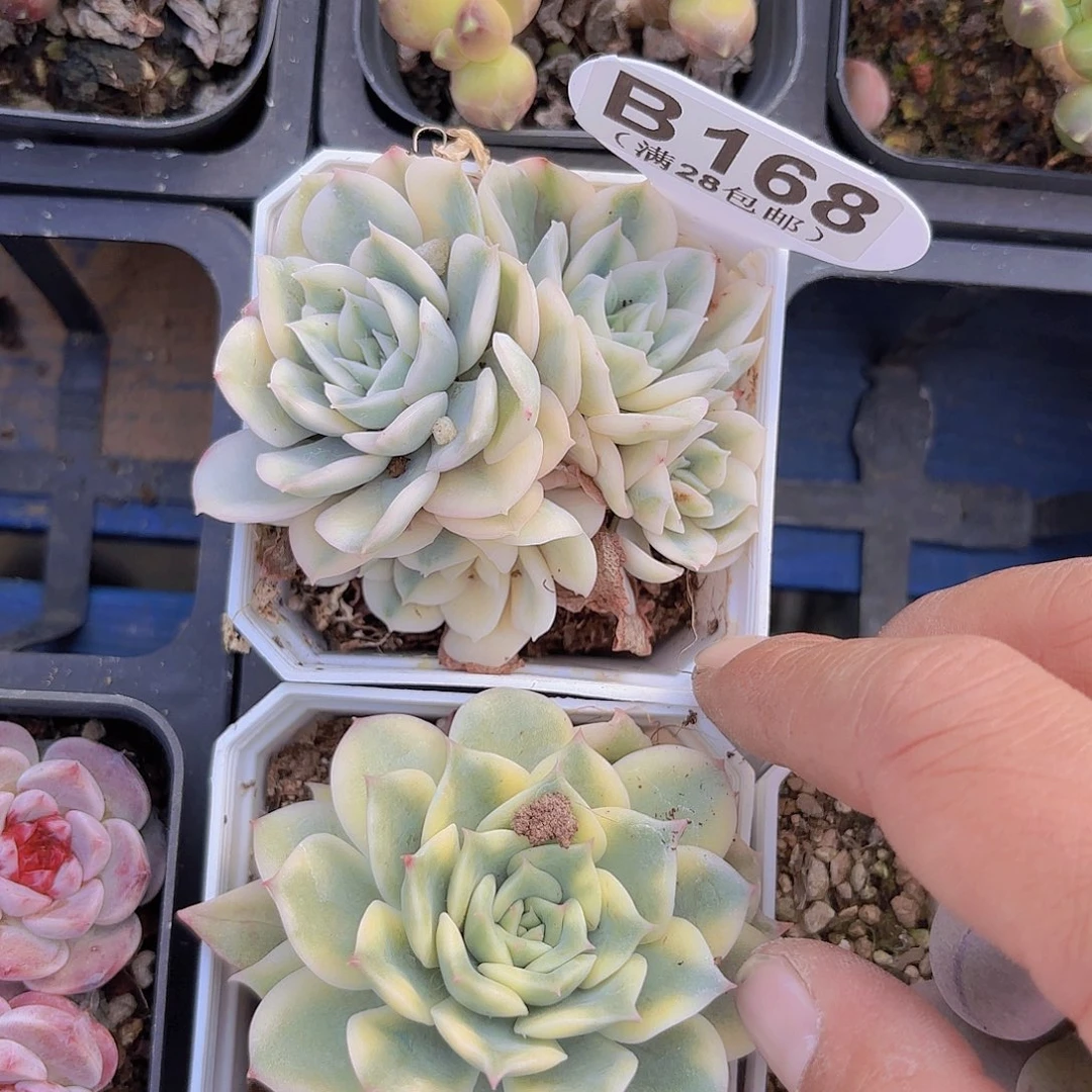 B168月亮仙子一物一拍