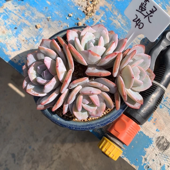 奶茶潜力股多肉好看