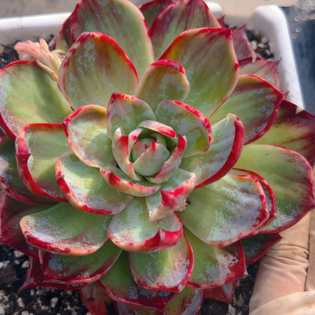 小****?惊鸿仙子一物一拍5079号