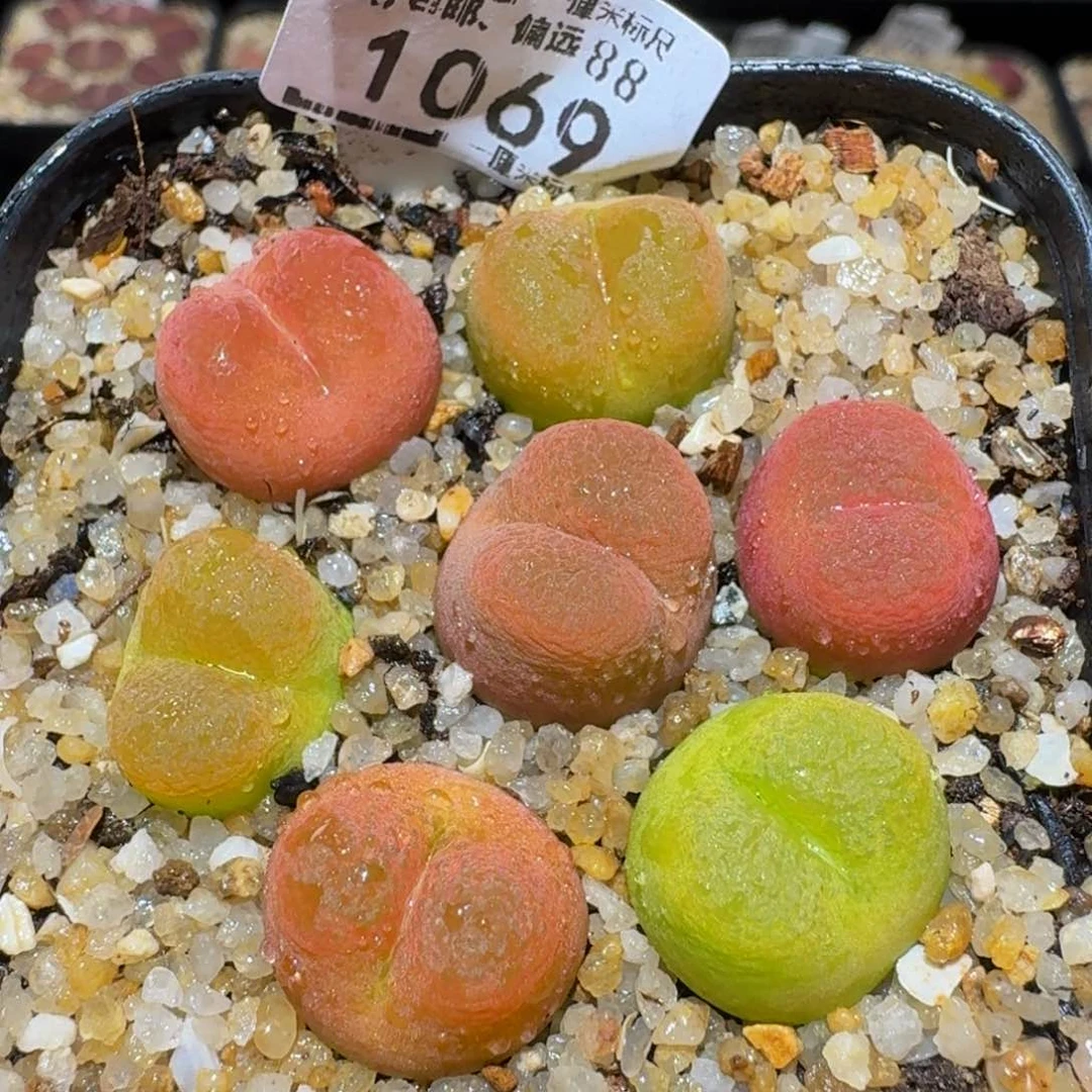 Ssss精品生石花1069