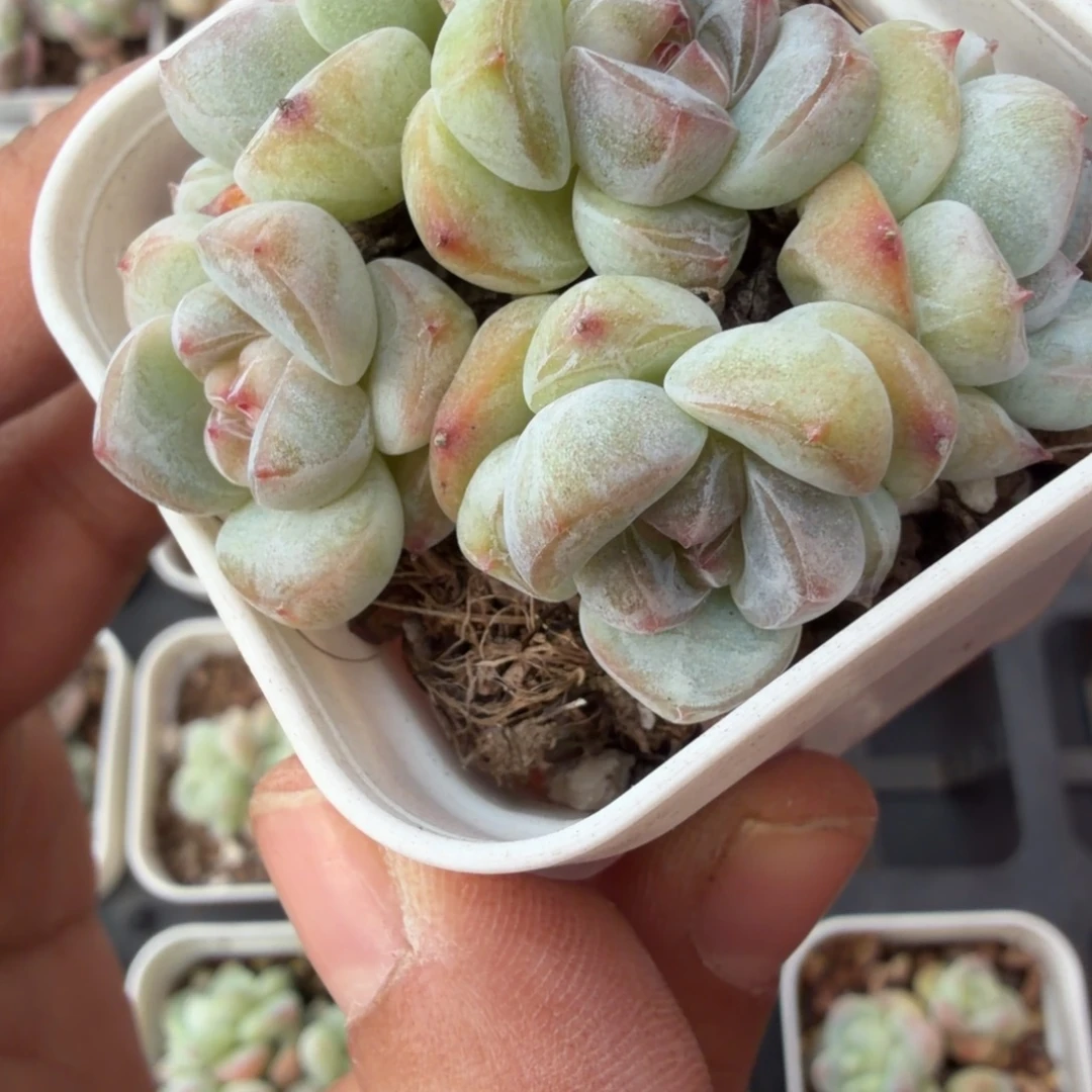 223 号到手一颗江北多肉