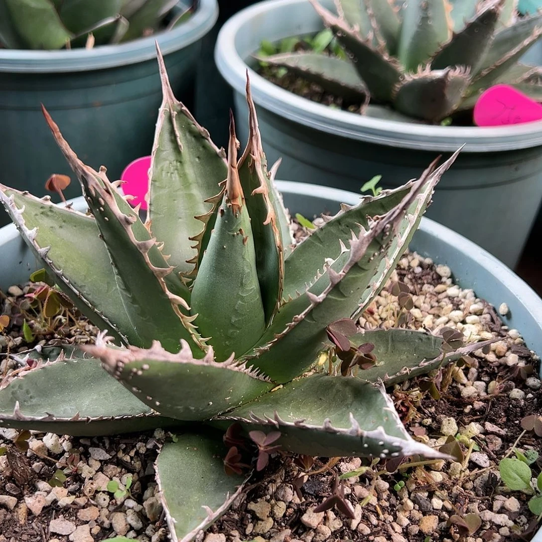 漫***生无花朵多肉植物龙舌兰道