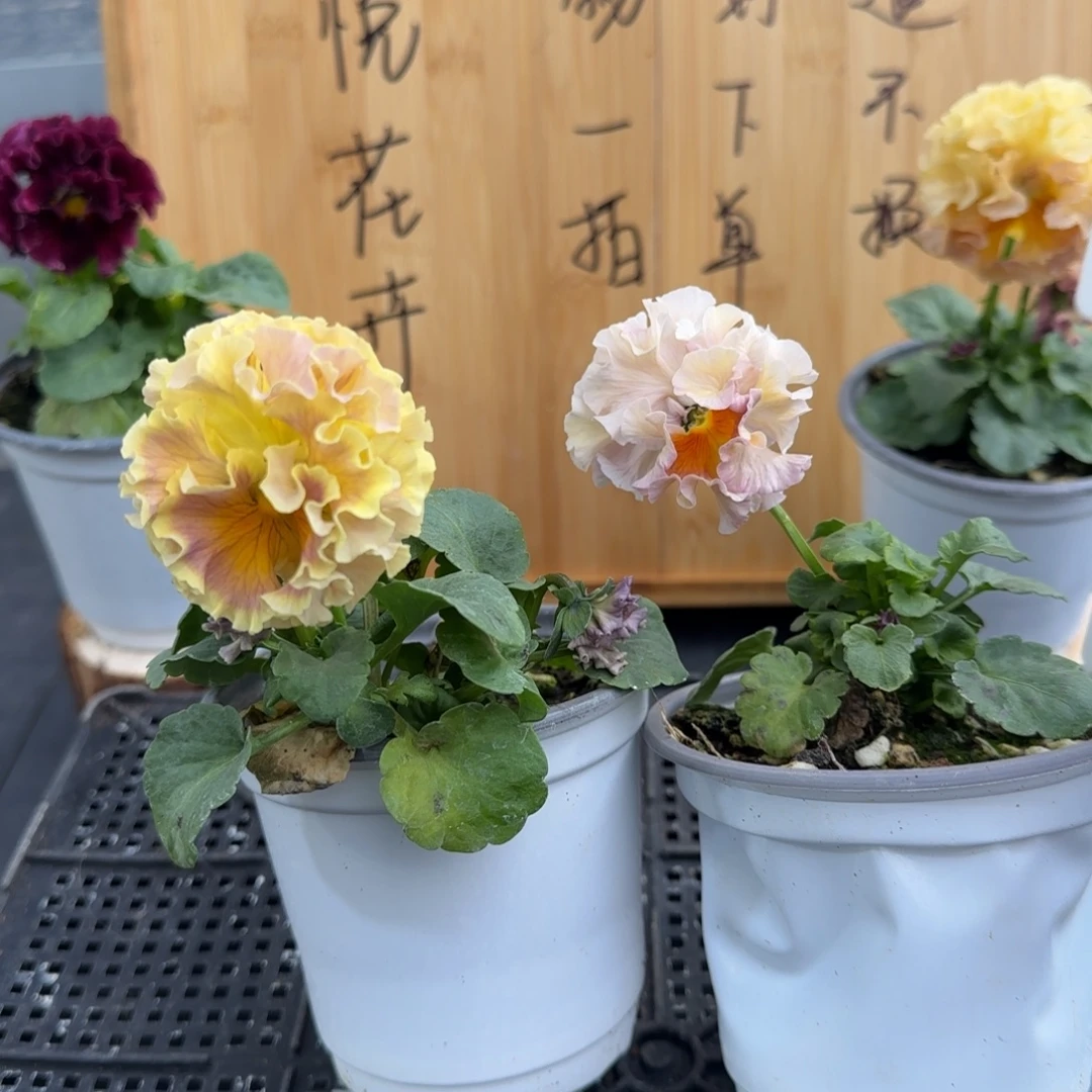 完全开放27号礼服卷卷