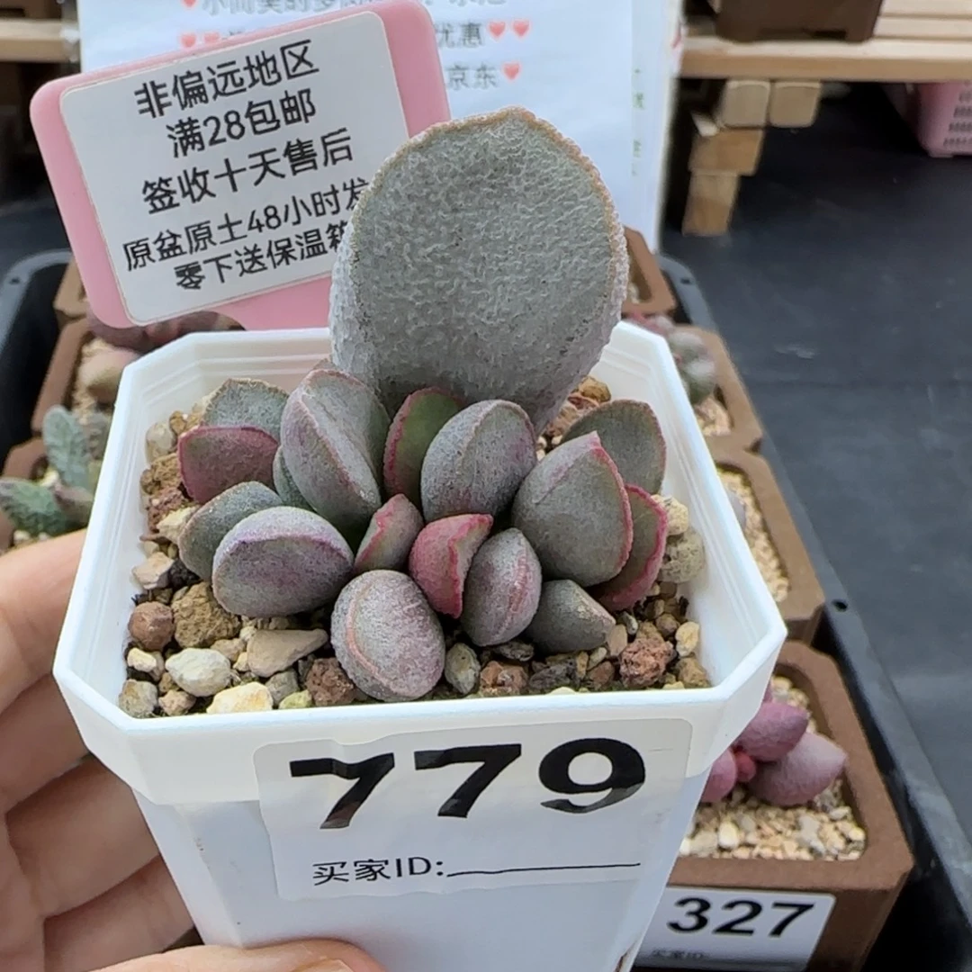 谪仙多肉的植物779