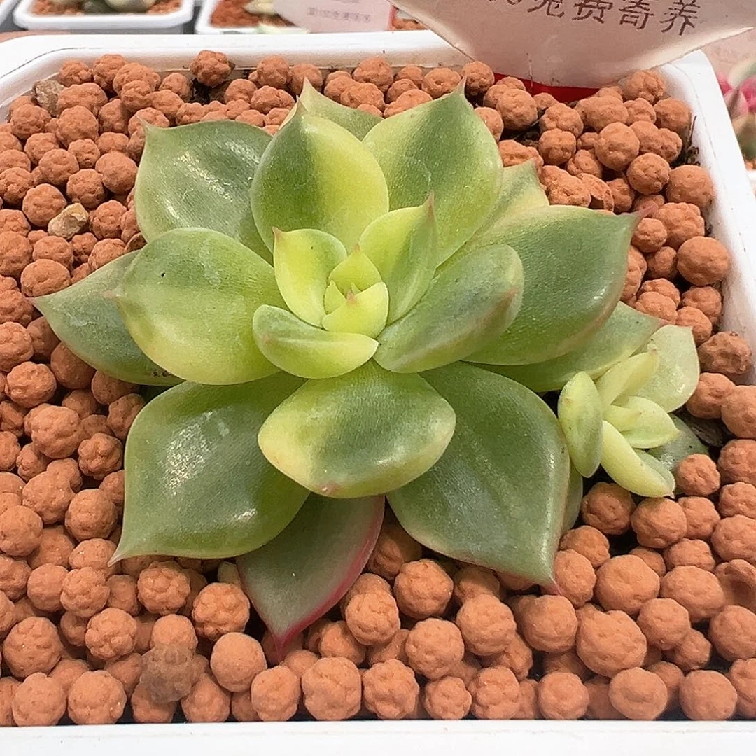 112号不知名锦多肉植物