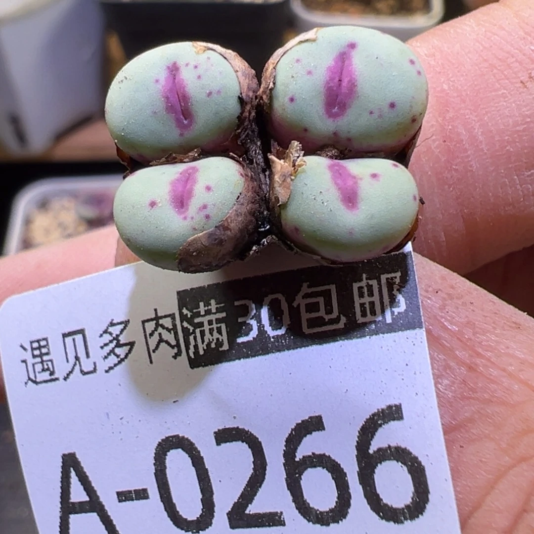 多肉植物111111111111111