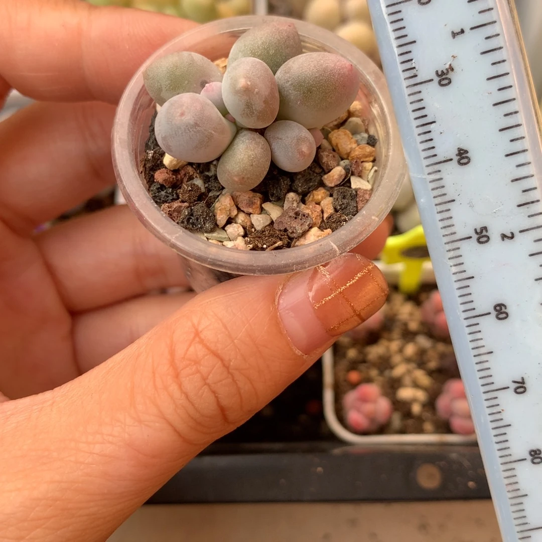 米可奶 不凑满28元发一片叶 不售后 到付