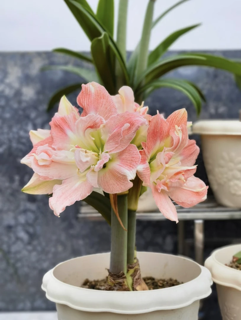 蒂卡公主重瓣朱顶红种球大花浓香室内盆栽四季开花植物