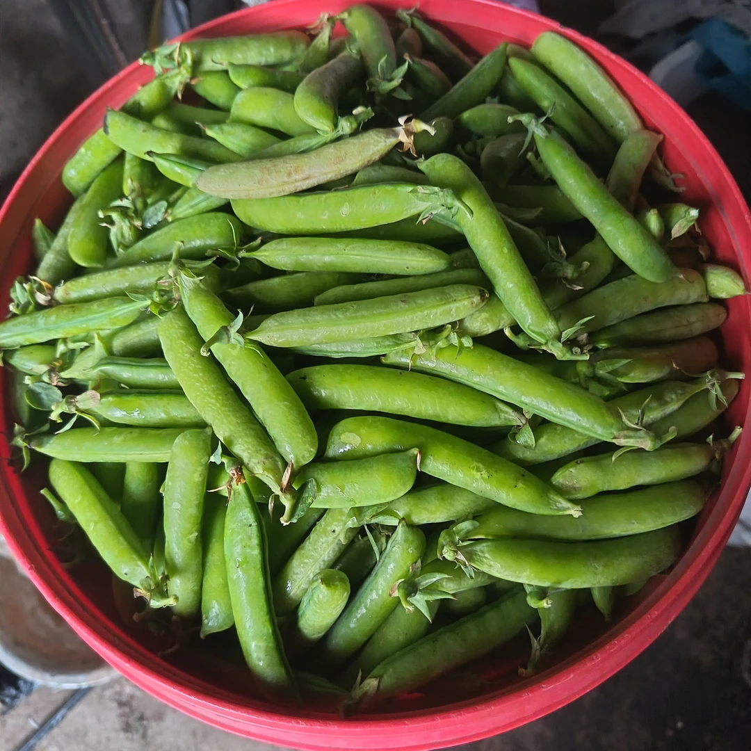 纯东北，豌豆，4斤包邮不退货退款不拦截