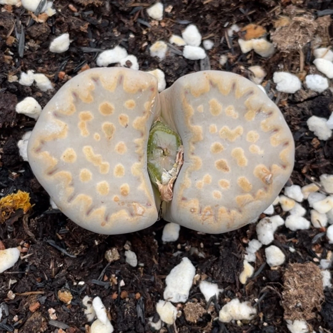 非偏远满20包邮091