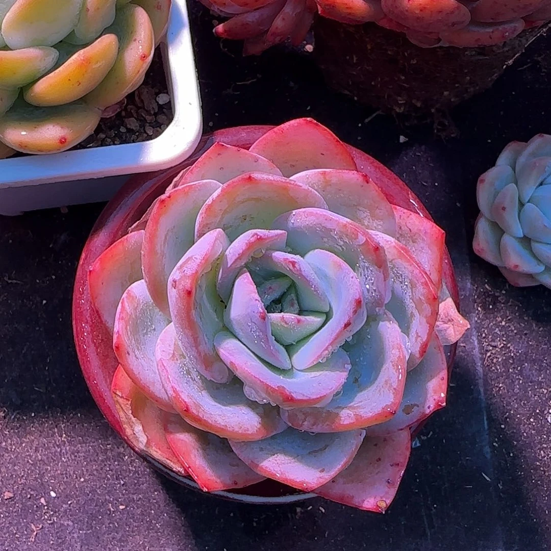 布鲁蓝特价满38包邮