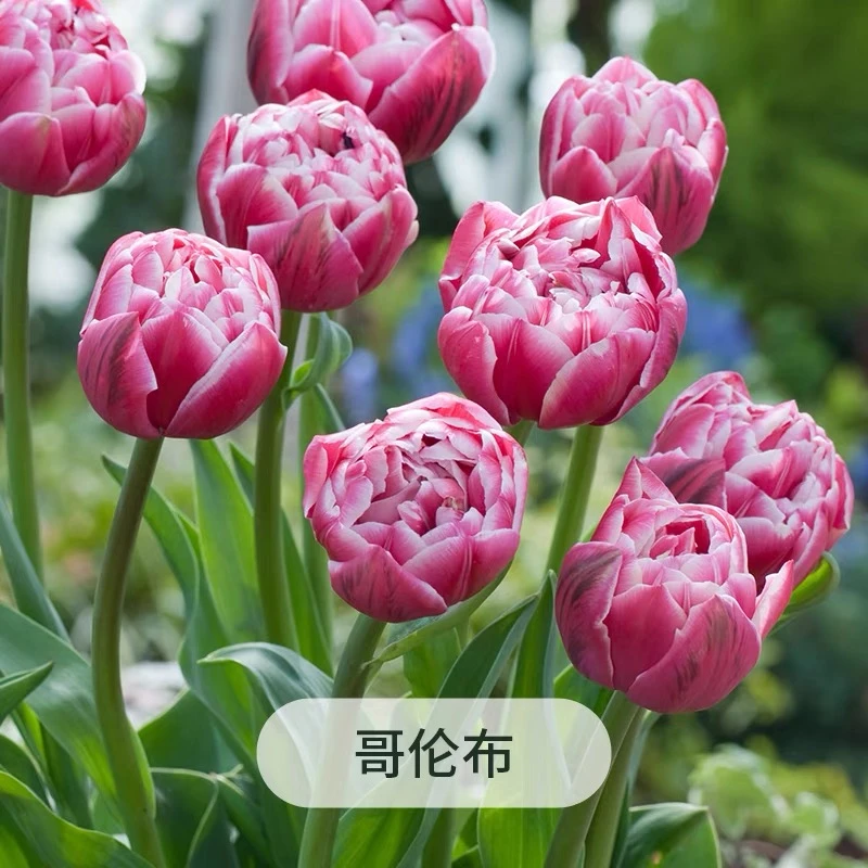 超新品【哥伦布】郁金香种球耐寒易活可水培土培适合阳台庭院花卉