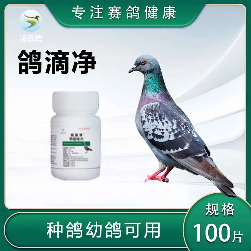 凌云鸽鸽滴净赛鸽种鸽幼鸽可用