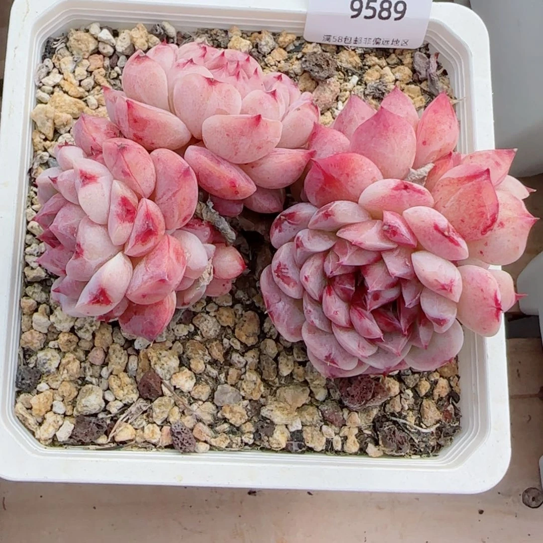 白底天鹅绒，9589多肉植物