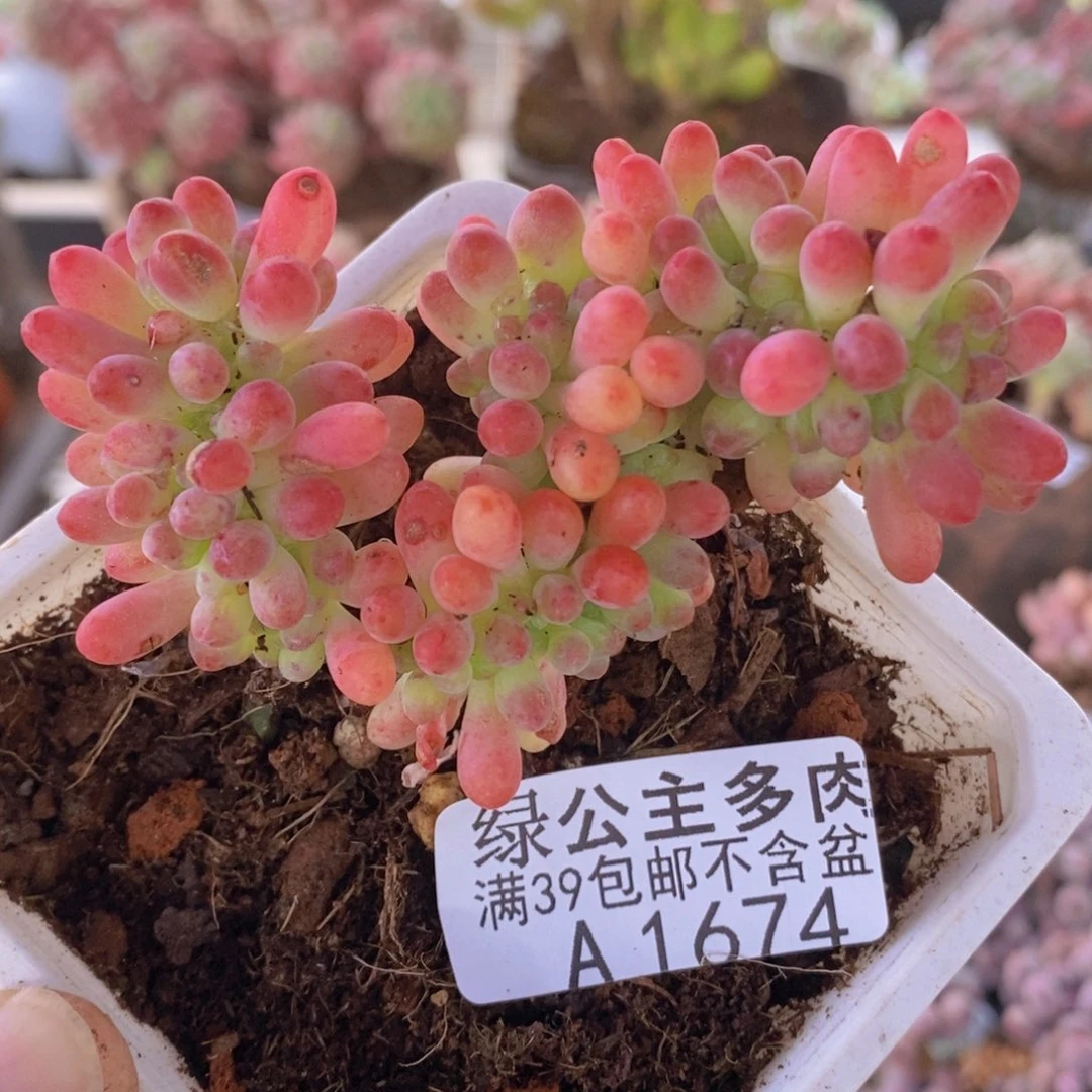 乙女心缀8cm1674多肉植物