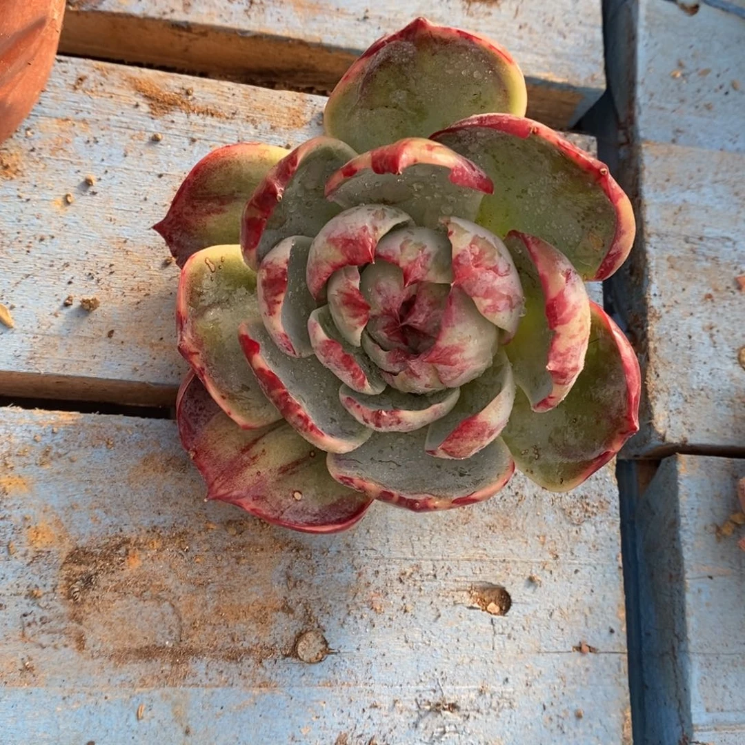 小***包        26。