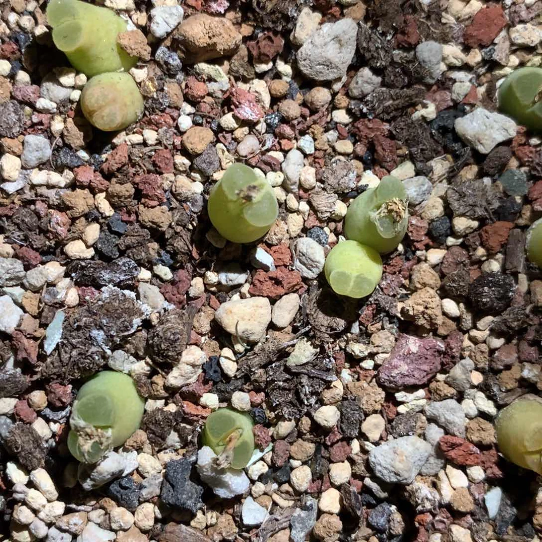 薇*薇琳专拍 肉锥植物