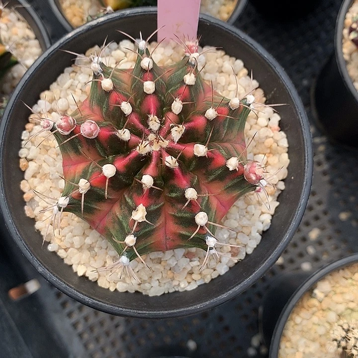 238-0421泰国发货多肉