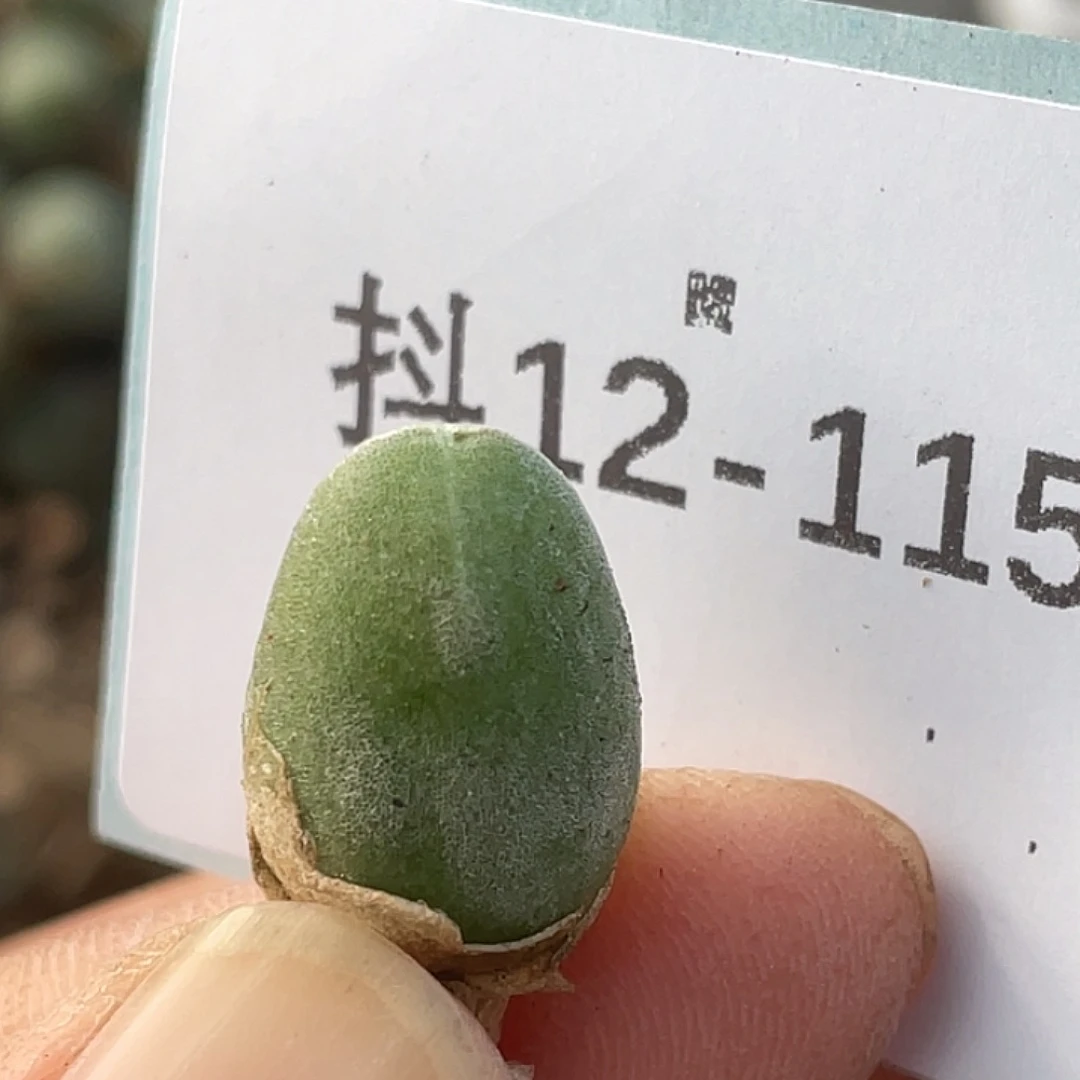 12-115哈默兔多肉植物