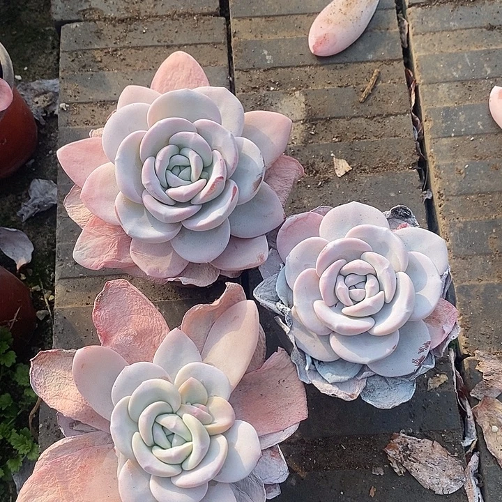 争***无花朵直播间一组雪莲