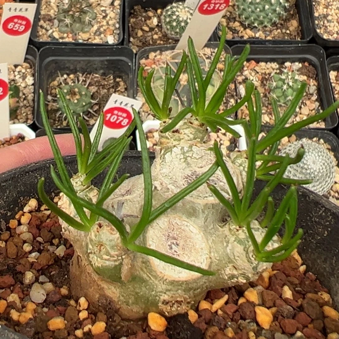 老桩万物想一棵仙人球