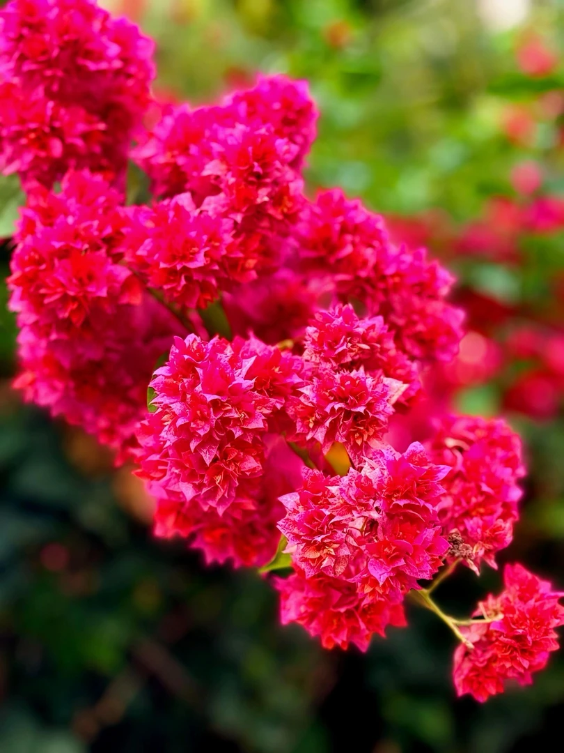 【重瓣红】三角梅四季勤花飘支垂丝好养易开花阳台庭院原生品种袋苗