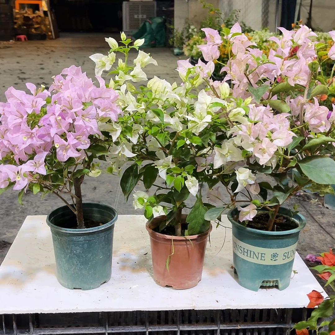 大部分花苞少量开放苹果花，白雪，丽娜