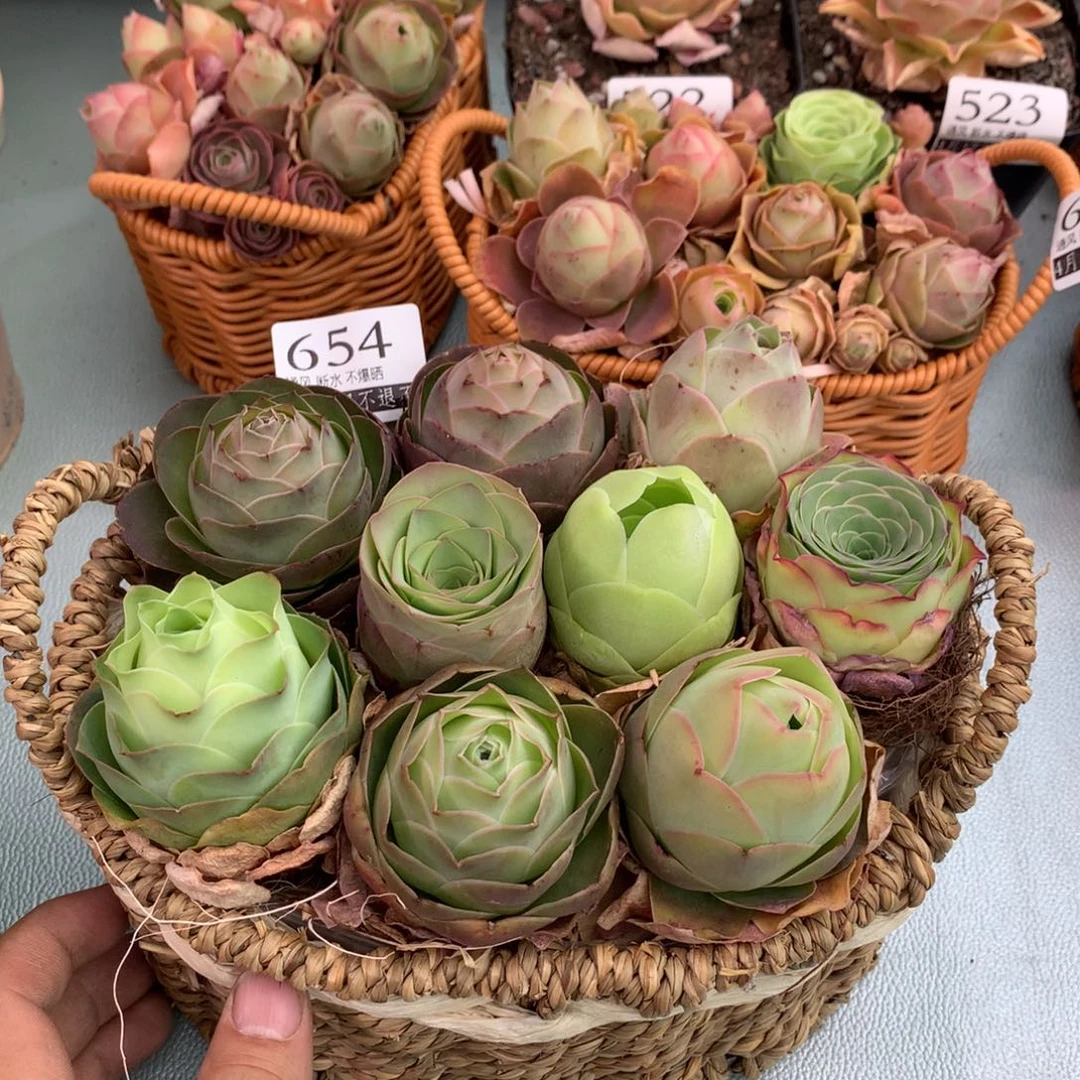 花蓝654山地玫瑰