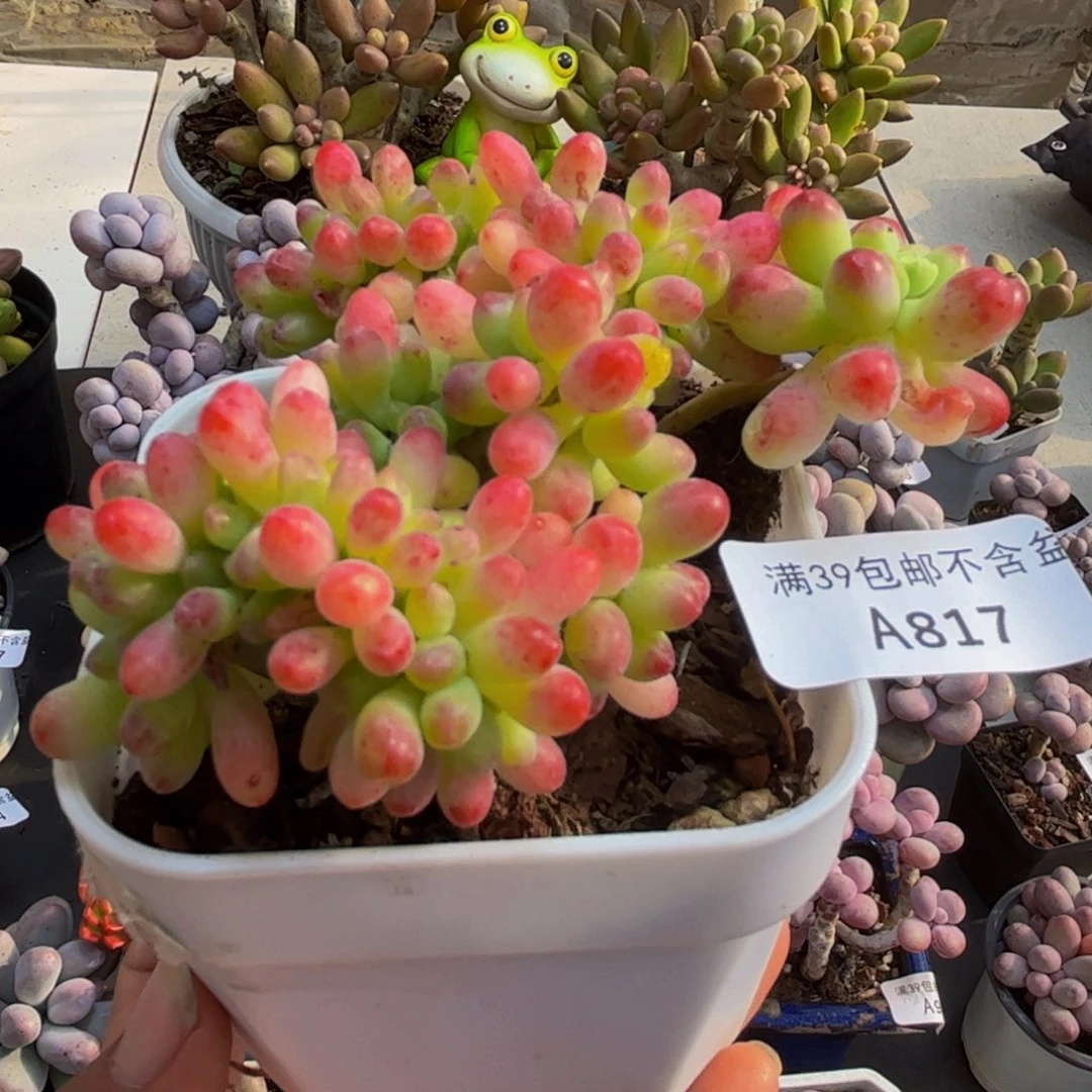 817/6cm乙女心缀多肉植物
