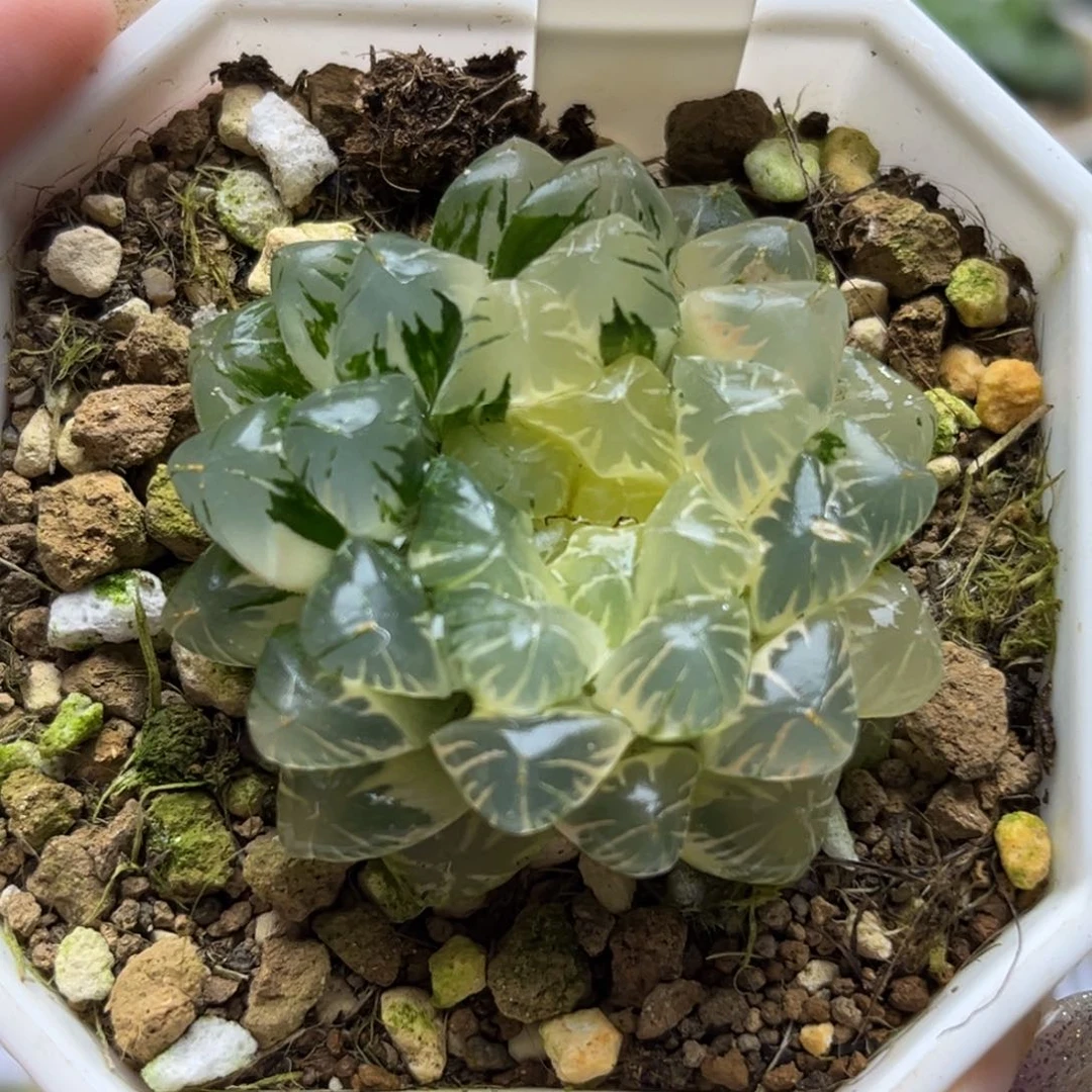 101湖水玉露锦糊斑趋势