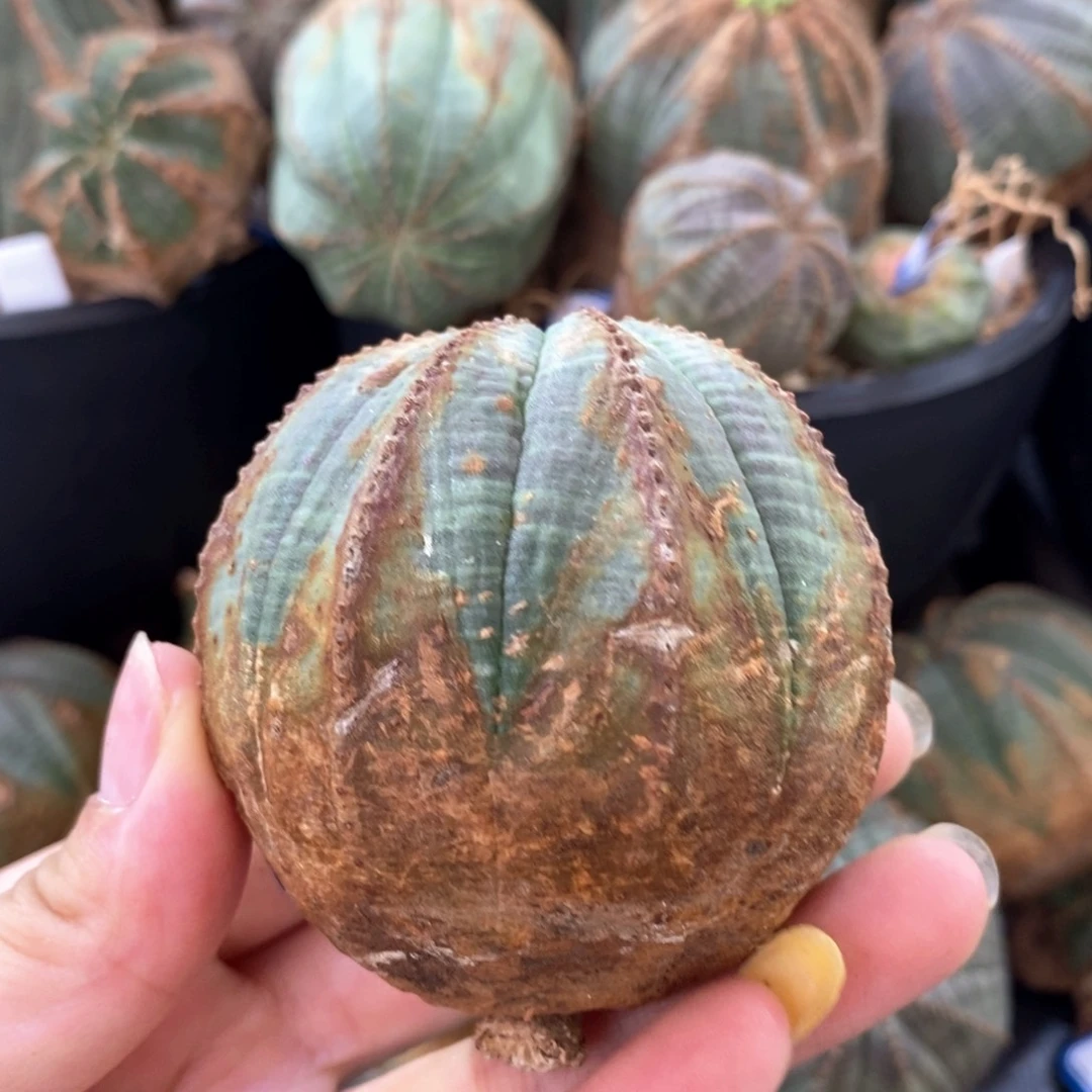 57原产地布纹球一物一拍