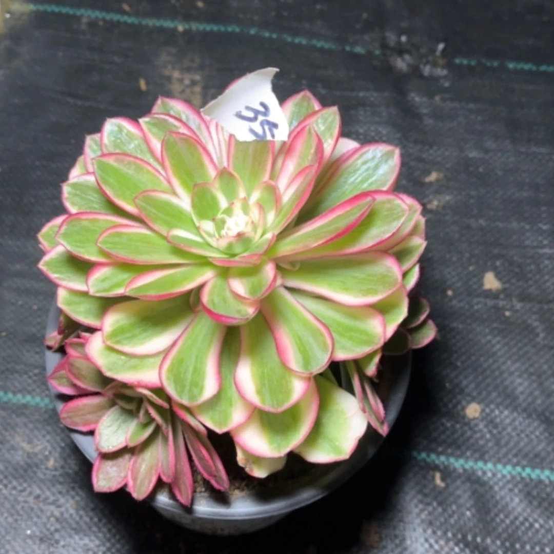 【闪购商品】35荔枝多肉法师