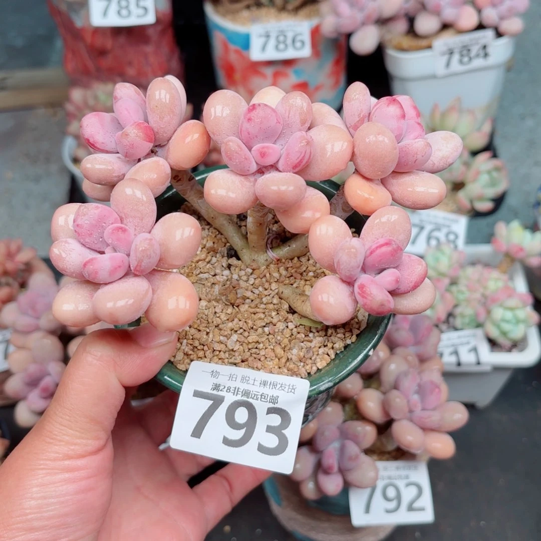 桃蛋5头多肉多肉多