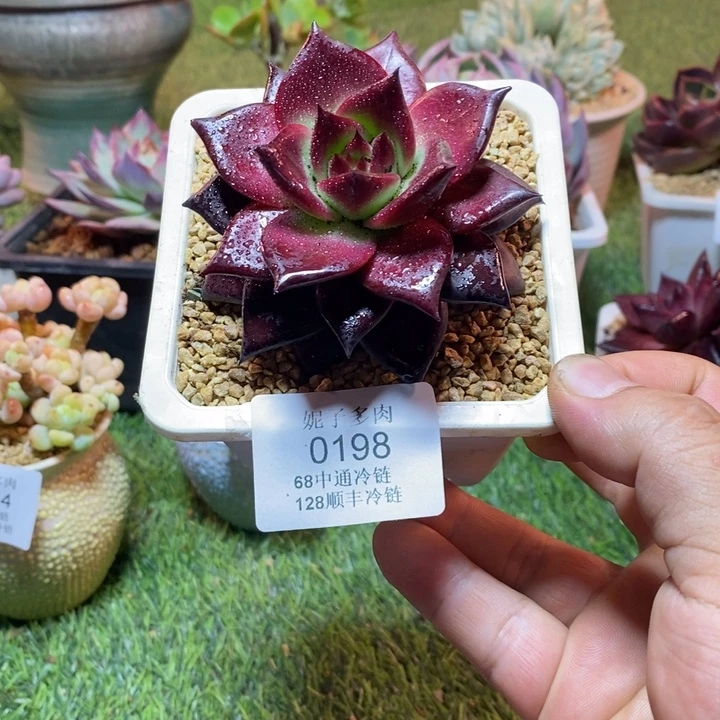 0198啊啊啊啊啊啊啊啊啊啊