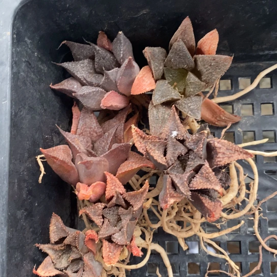 2118 一颗实生蟹 超级福利