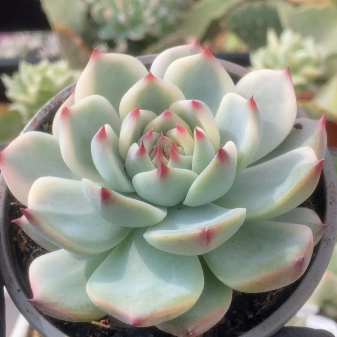 300锦锦锦锦锦锦锦