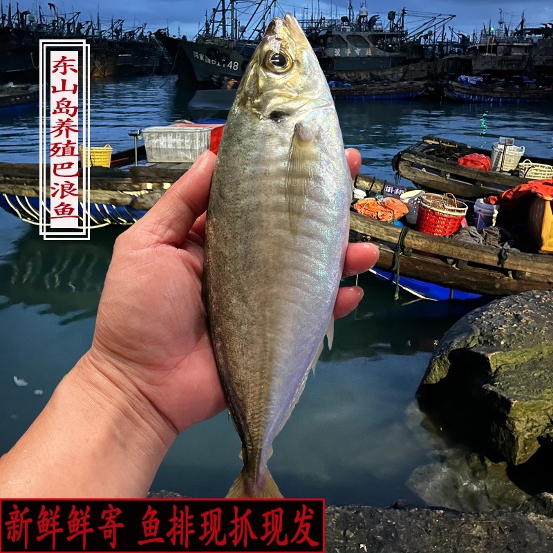 鲜寄土豪养殖巴浪鱼刺身生态小竹荚鱼人工养殖非速冻鱼清蒸盐焗