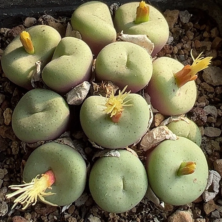 334号吕氏大饼zyyyxyzwxxx