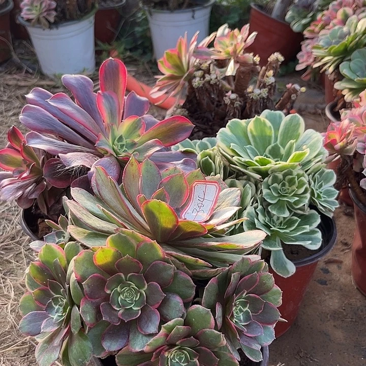 多肉植物组合3个304