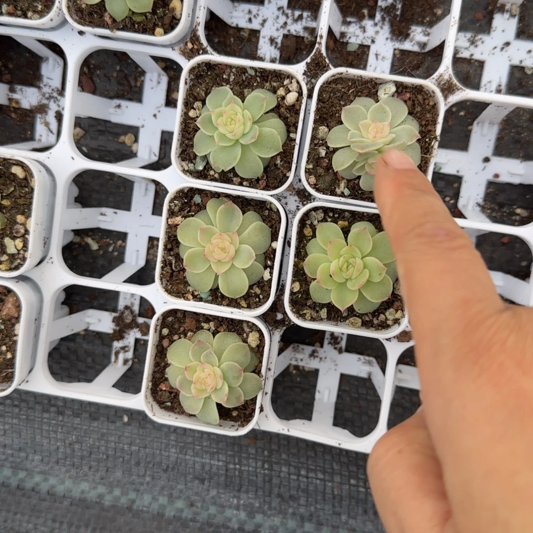 翡翠流心盆一个7床满25包邮