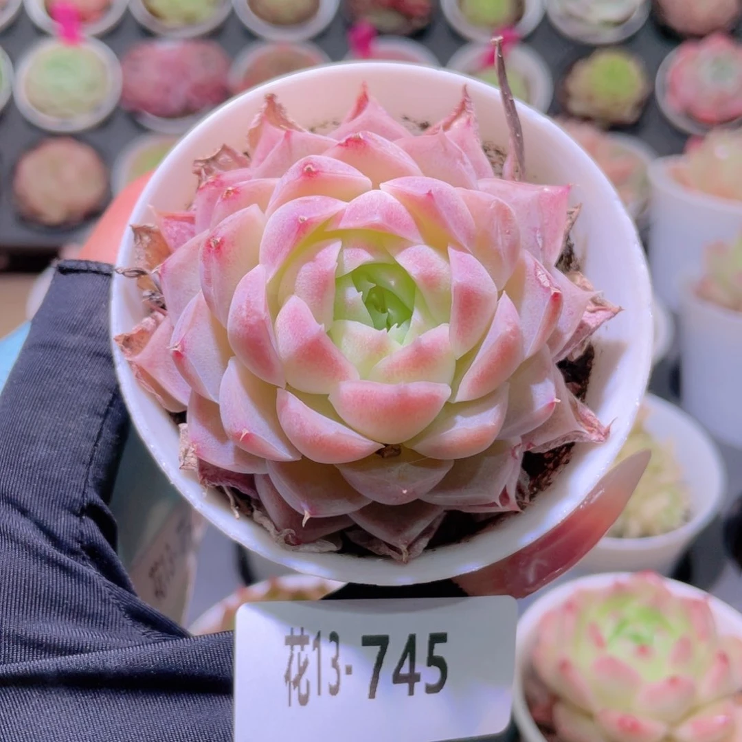 花利美13-745新品